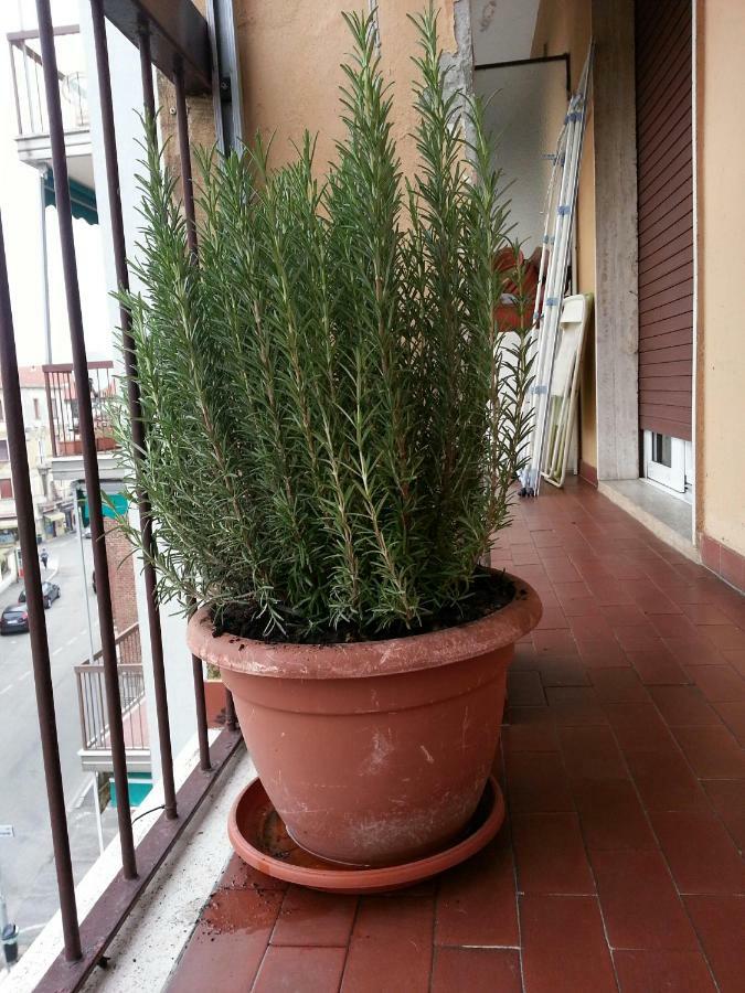 La Via Per Milano Hotel Vigevano Exterior foto